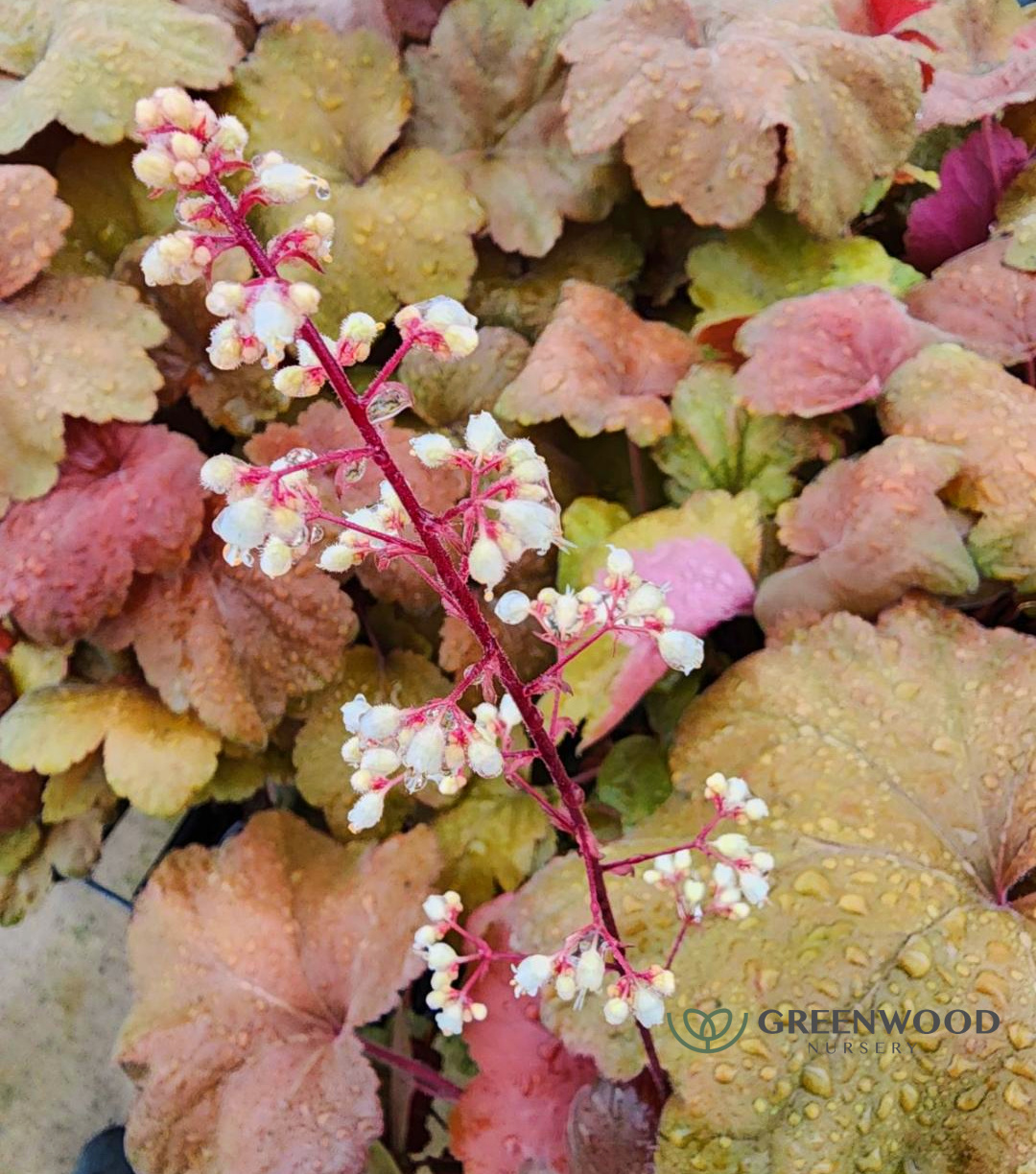 Heuchera Southern Comfort