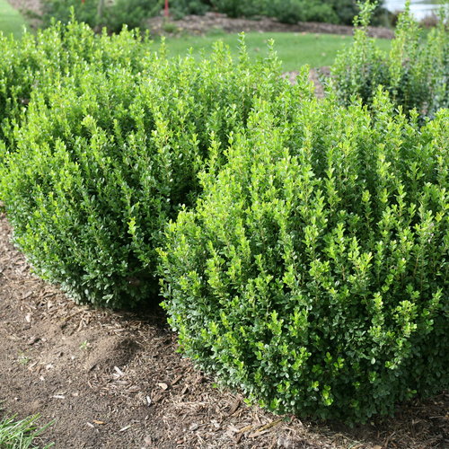 Sprinter Boxwood