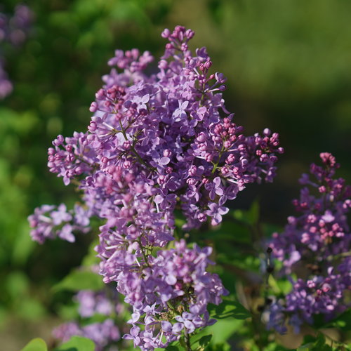 Syringa Scentara Pura | Fragrant Lilac