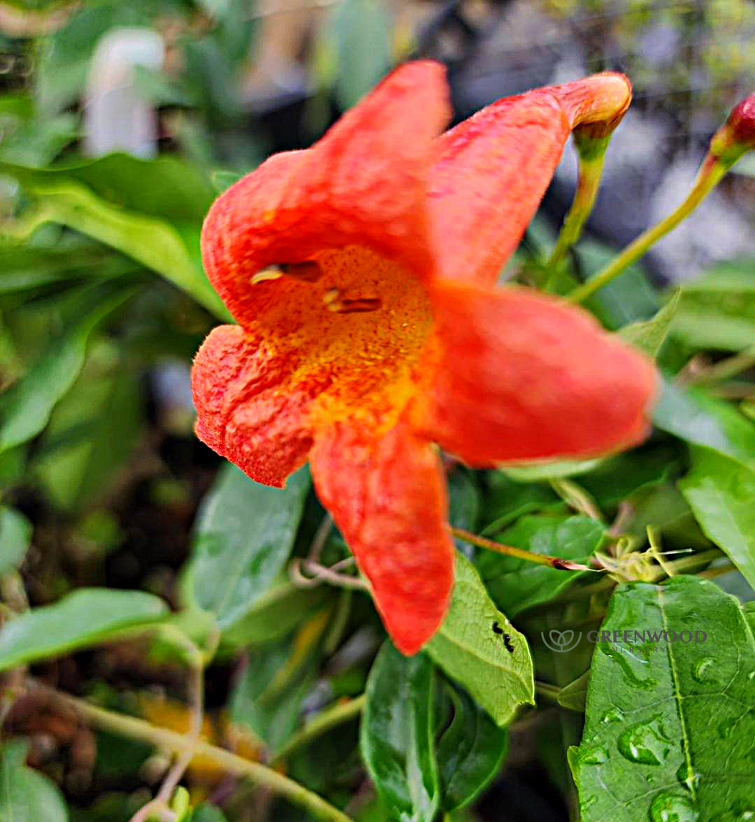 Bignonia Tangerine Beauty