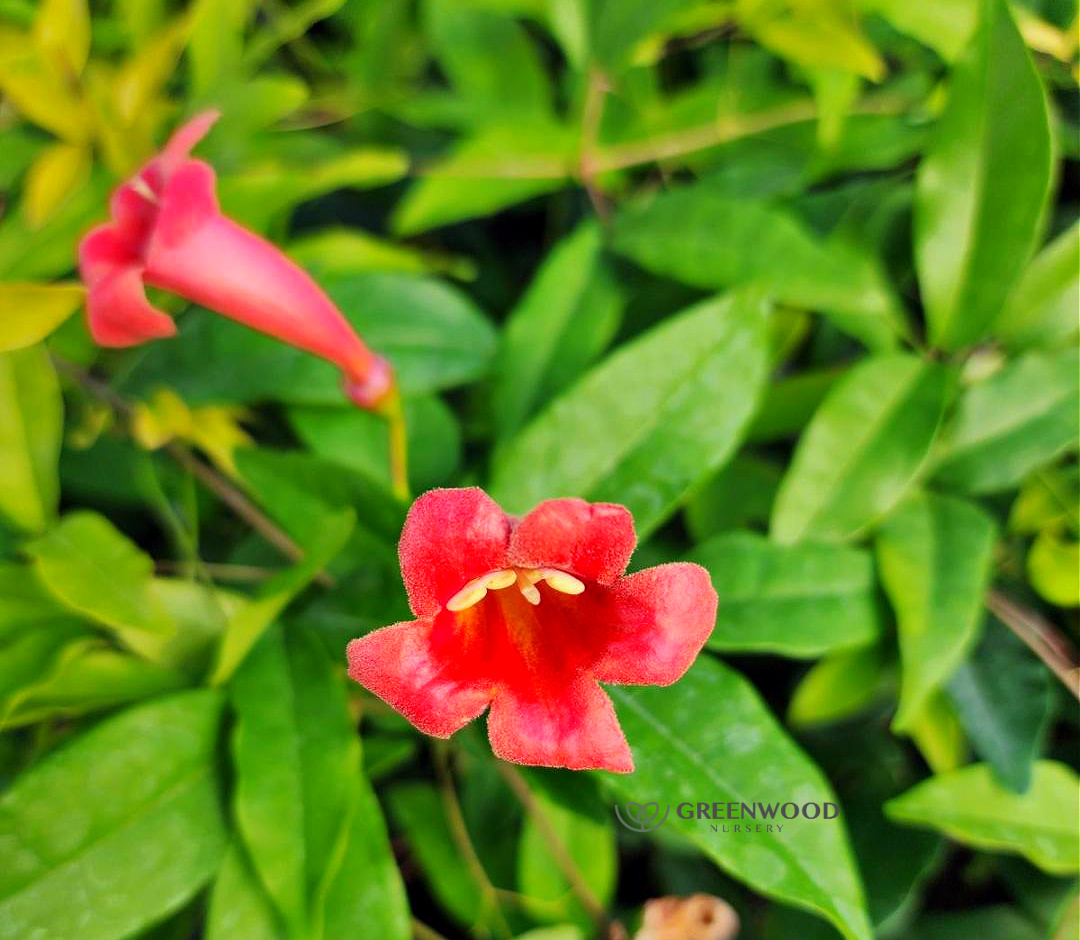 Bignonia Tangerine Beauty