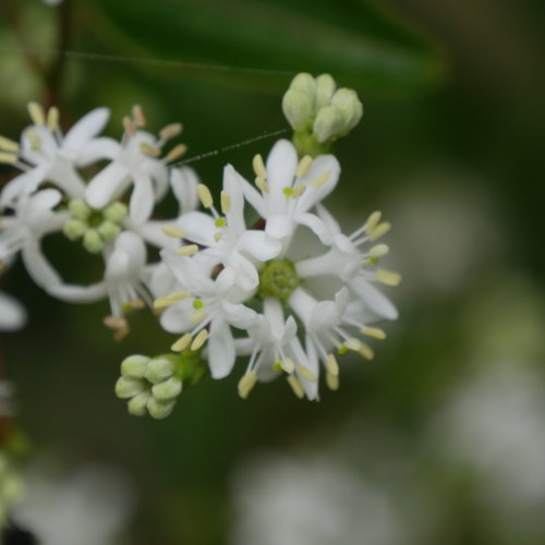 Heptacodium Temple of Bloom® Seven Son Flower