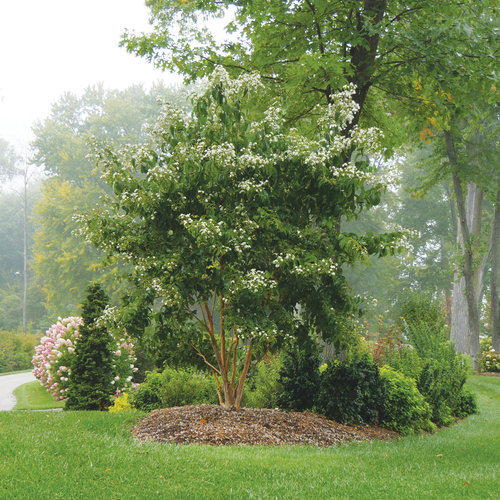 Heptacodium Temple of Bloom® Seven Son Flower