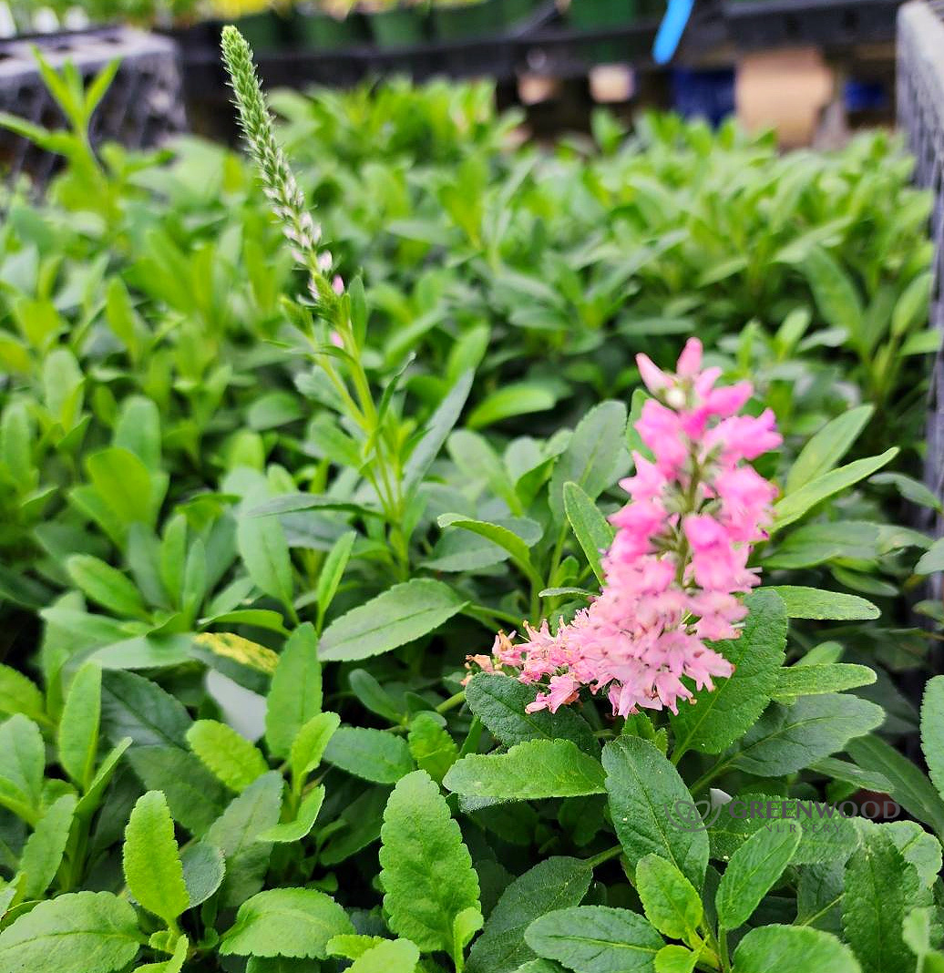 Veronica 'Red Fox' Speedwell