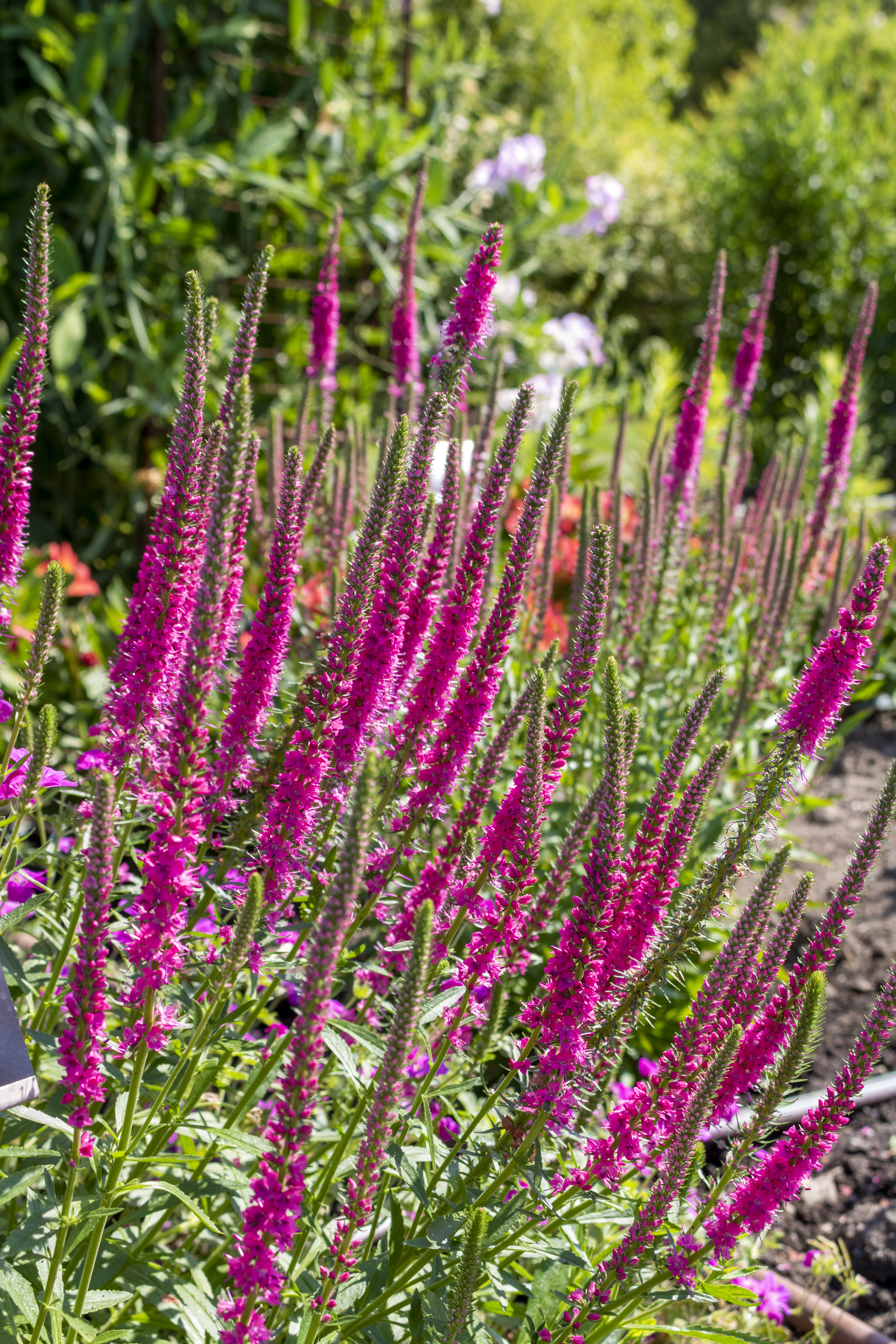 Veronica 'Red Fox' Speedwell