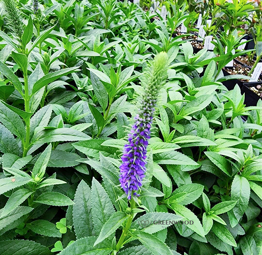 Veronica spicata Royal Candles