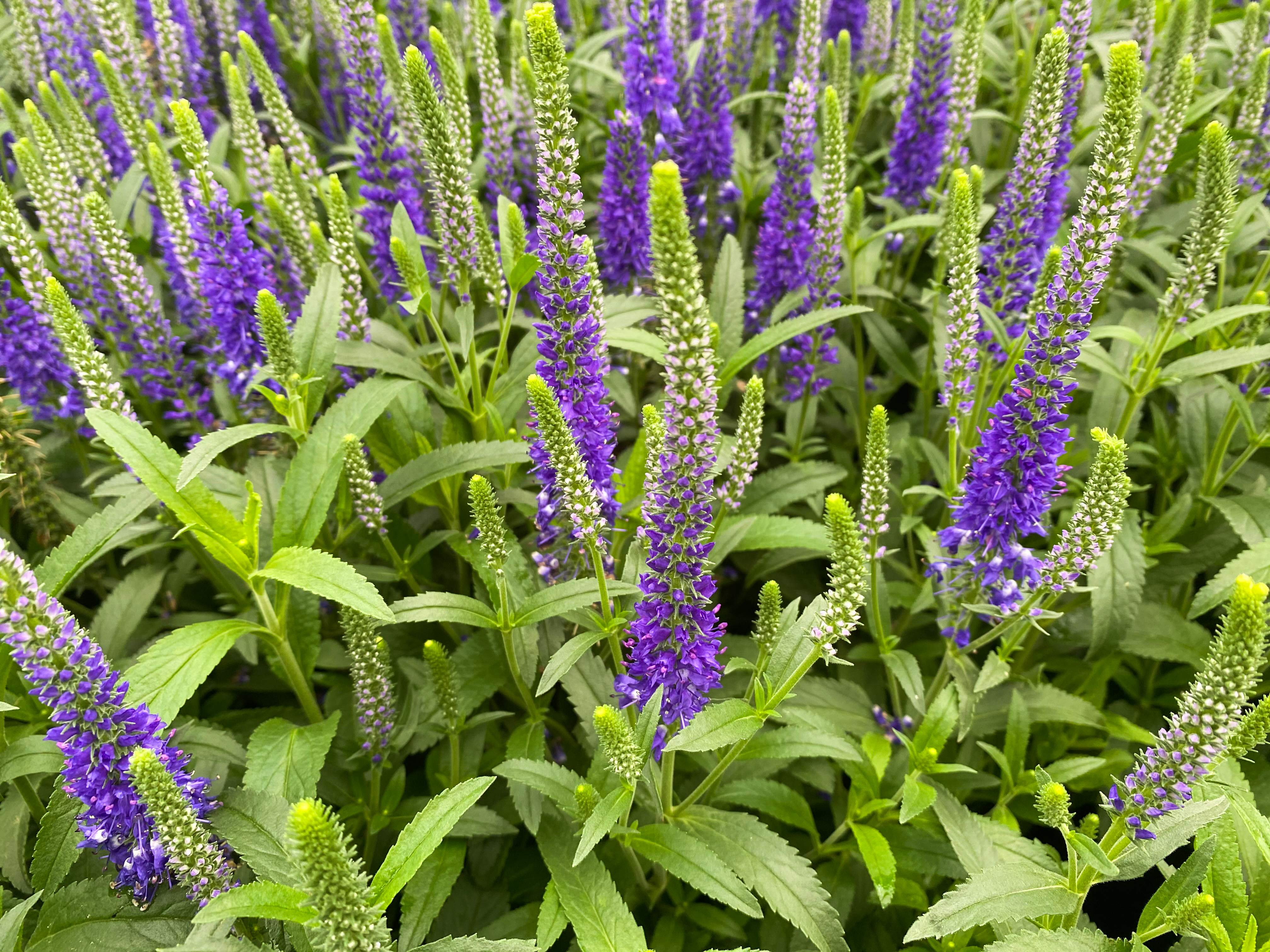 Veronica spicata Royal Candles