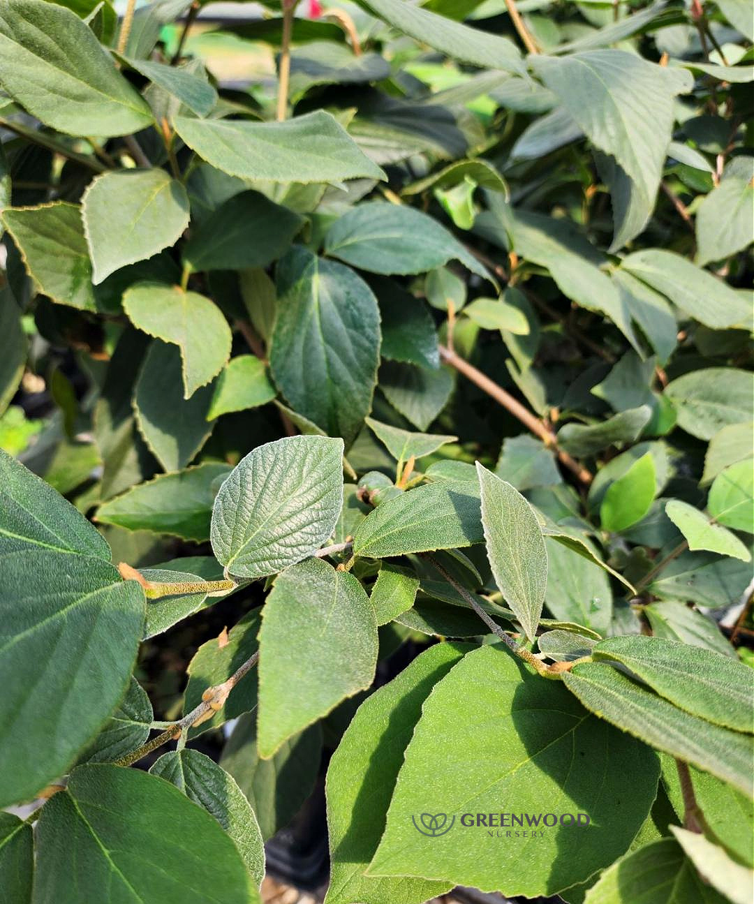 Korean Spice Carlesii Viburnum