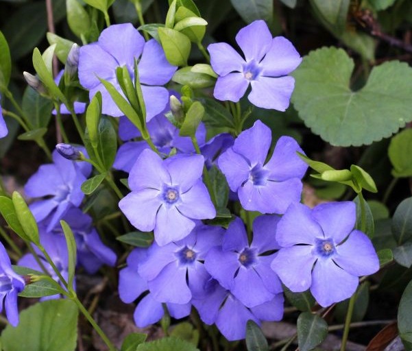 Vinca minor Ground Cover