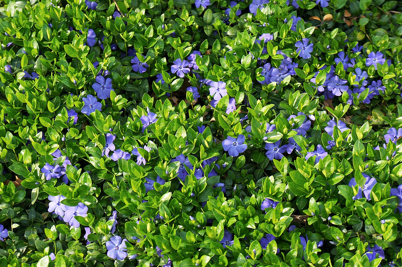 Vinca minor Ground Cover