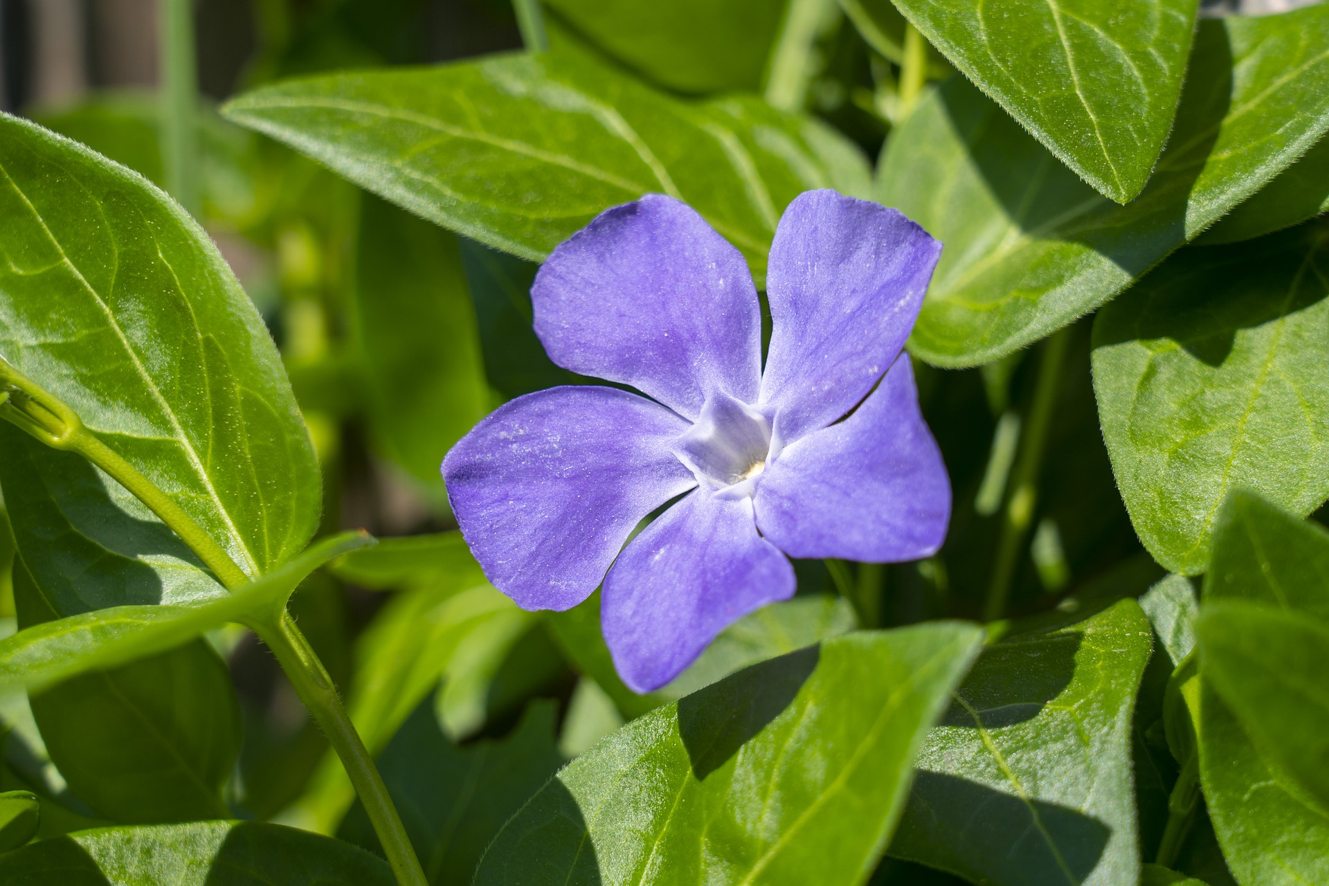 Vinca minor Ground Cover