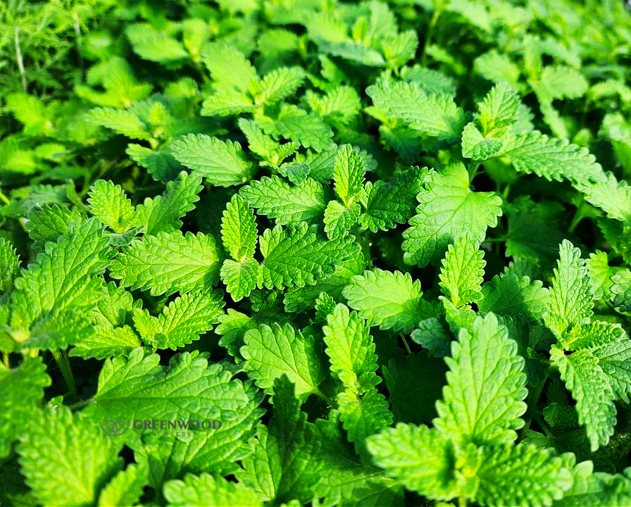 Walkers Low Nepeta Catmint