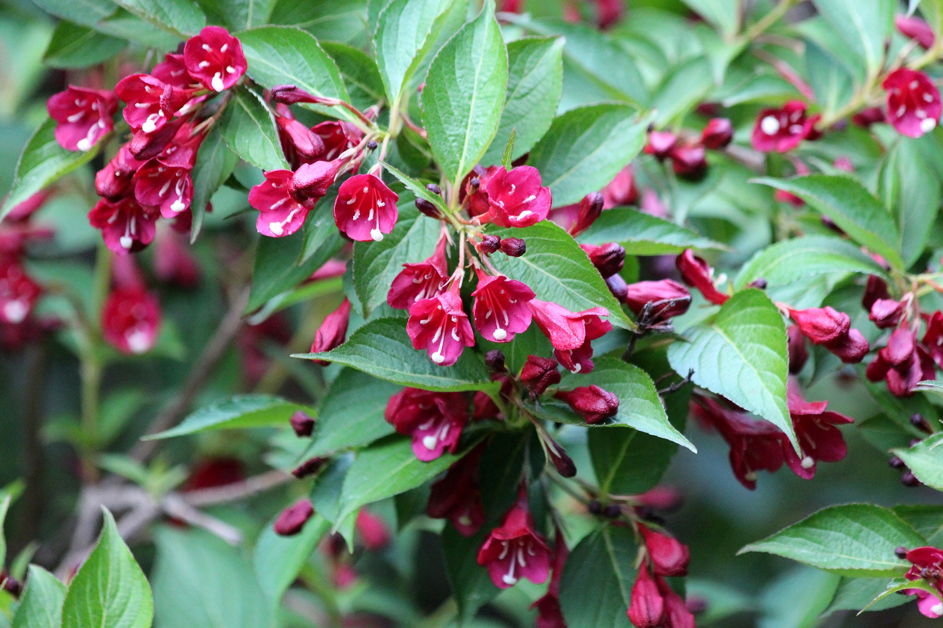 Red Weigela florida