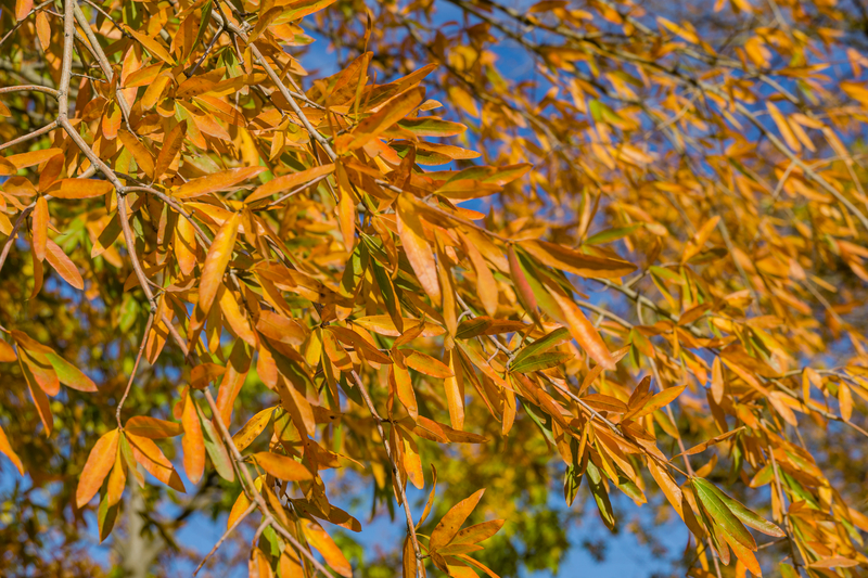 Willow Oak Trees