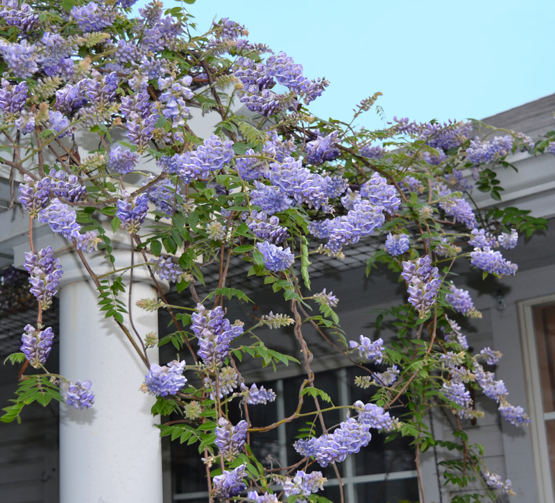 Amethyst Falls Wisteria