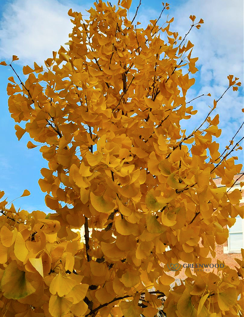 Ginkgo Biloba Tree