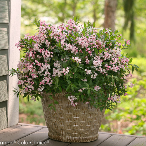 Yuki Cherry Blossom Deutzia