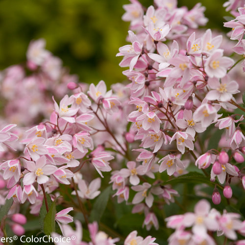 Yuki Cherry Blossom Deutzia