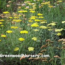 Sun perennial Plants