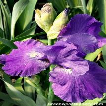 Irises