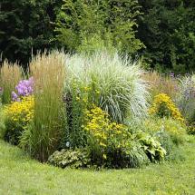 Ornamental Grasses