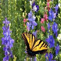 Wildflower Seeds