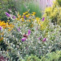 Butterfly Bushes