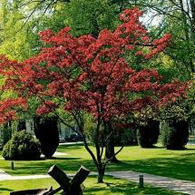 Japanese Maples