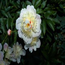 Peonies