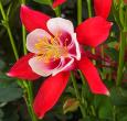 Aquilegia 'Kirigami' Red & White Columbine