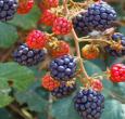 Arapaho Bare Root Blackberry Bushes