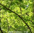 Bald Cypress Trees