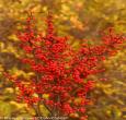 Berry Heavy Winterberry Holly