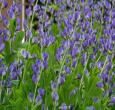 Blue False Indigo