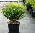 Winter Gem Boxwood