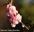 Kwanzan Cherry Tree