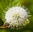 Buttonbush Shrubs