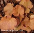 Caramel Heuchera