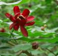 Carolina Allspice Shrubs