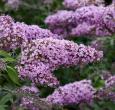 'Pink Cascade' Buddleia