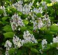 Catalpa Tree