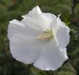 Diana Rose of Sharon