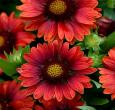 Gaillardia Mesa Red