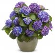 Blue Jangles Hydrangea