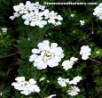 Iberis Purity Candytuft 