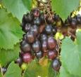 Muscadine Ison