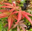 Japanese Red Maple