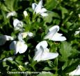 Mazus Alba