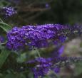 Monarch Blue Knight Buddleia