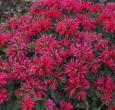 Cherry Pops Monarda